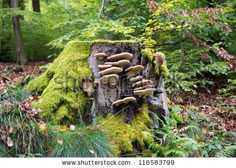 mushrooms growing on a tree stump in the forest