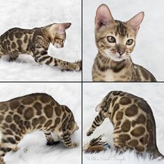 four pictures of a cat playing with a mouse