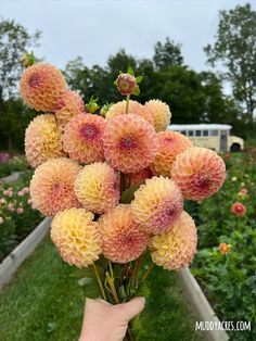 a hand holding a bunch of flowers in front of a flower garden filled with lots of pink and yellow flowers