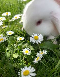 a rabbit is eating some daisies in the grass