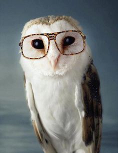 an owl wearing glasses sitting on top of a table