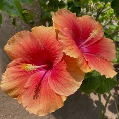 Hibiscus Color, Hicubius Flower, Favorite Flowers, Wild Hibiscus Flower, Tropical Flower, Hibiscus Pfp, Hibiscus Flower Aesthetic, Hibiscus Widget, Tropical Hibiscus
