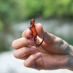 a hand holding a tiny orange and black animal in it's right hand with trees in the background