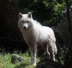 a white wolf standing on top of a grass covered field next to rocks and trees