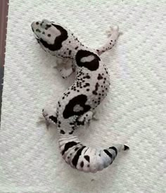 two black and white geckos laying on top of a piece of paper next to each other