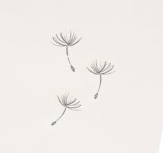 two dandelions blowing in the wind on a white background