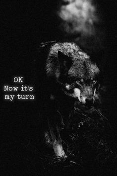 a black and white photo of a wolf with the words ok now it's my turn