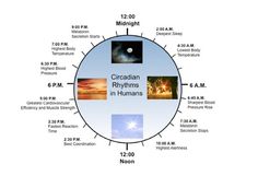 There are many functions and processes that go on in the body when we sleep that we may never know about ... Circadian Rhythm Chart, Circadian Clock, Circadian Rhythm Infographic, Understanding Circadian Rhythms, How To Fix Circadian Rhythm, Circadian Rhythm Clock, Fix Circadian Rhythm, Circadian Rhythm Research, Circadian Rhythm Sleep