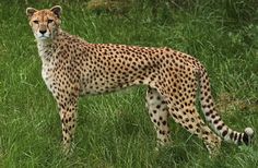 a cheetah is standing in the grass looking at something to its left side