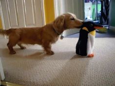 a small dog is playing with a stuffed penguin