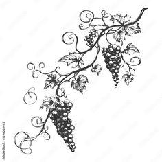 a drawing of grapes hanging from a vine with leaves and vines on it's side