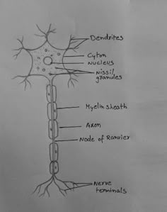 diagram of the human nervous system