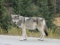 a wolf standing on the side of a road