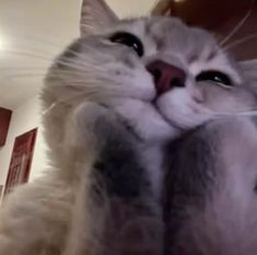 a white cat with it's eyes wide open