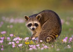 a raccoon is standing in the middle of a field with purple and yellow flowers