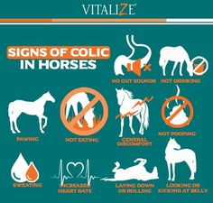 Signs of Colic in horses