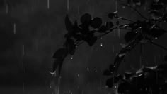 a black and white photo of a tree in the rain with its leaves still on it