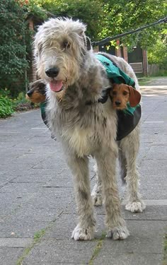 a dog with a backpack on it's back standing next to a small dog