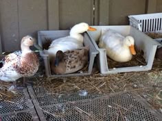 three ducks are sitting in their cages on the ground