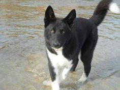 a black and white dog standing in water with his head turned to the side looking at the camera