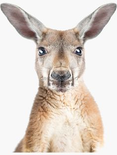 a close up of a kangaroo looking at the camera with a surprised look on its face