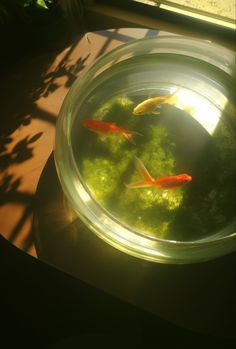 two goldfish swimming in a bowl with moss on the bottom and sunlight shining through it