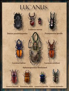 a poster with different types of bugs on it's sides and the names of them