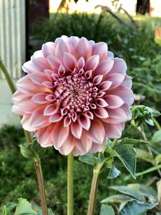 a large pink flower sitting on top of a lush green field