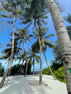 a hammock hanging between two palm trees on the beach