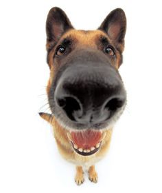 a close up of a dog's face with it's mouth open