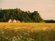 a large field full of red and white flowers next to a house with trees in the background