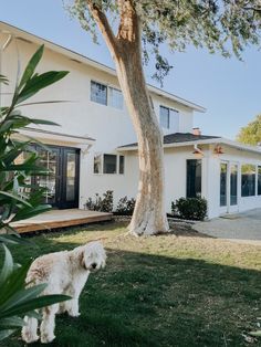 a white dog standing in the grass near a tree and a house with large windows