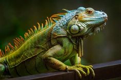 an iguana sitting on top of a wooden fence