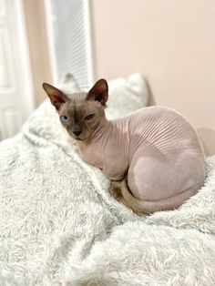 a hairless cat sitting on top of a white bed covered in fluffy blanketing