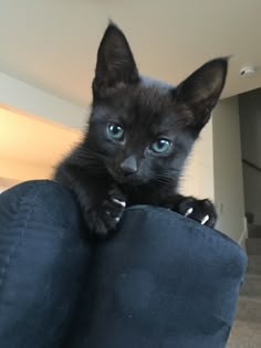 a black kitten with blue eyes is sitting on the arm of someone's couch