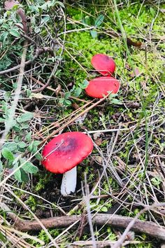 two red mushrooms sitting in the grass