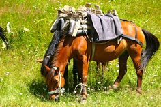 a brown horse eating grass in a field