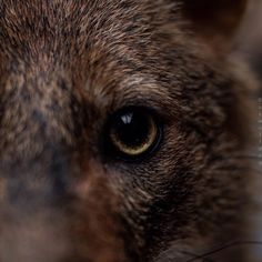 an animal's eye is shown in this close up photo