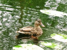 a duck floating on top of a body of water surrounded by lily pad's