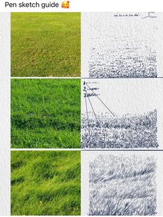four different types of grass that have been drawn