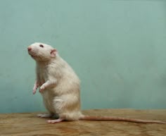 a small white rat sitting on top of a wooden table next to a blue wall