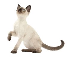 a siamese cat sitting and looking up