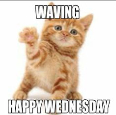 a cat that is standing up with its paws in the air and saying waking happy wednesday