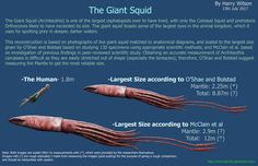 the giant squid is one of the largest sea animals in the world
