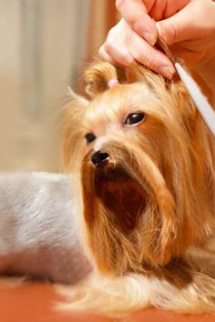 Cut Dog Hair in Ears #doggroomingtips #scissors #clippers #doghealth #diygrooming #clean Dog Ear Haircut, Dog Grooming Tips For Large Ears, How To Cut Around Ears, Trim Hair Around Ears, Trimming Hair Around Ears, How To Trim Hair Around Ears, Dog Ear Grooming, How To Use Dog Clipper Blades, How To Trim Yorkie Ears