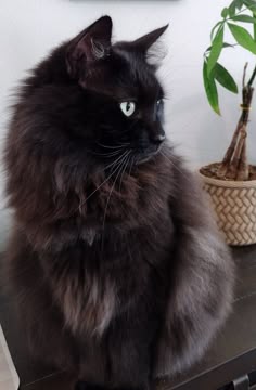 a fluffy black cat sitting on top of a table next to a potted plant