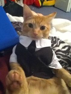 an orange cat laying on top of a bed