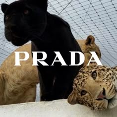 there are three different types of animals in this photo and the words prada above them