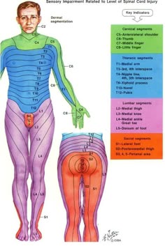 Spinal Shock, Dermatone Chart, Nerve Innervation Chart, Dermatomes Charts, Dermatomes Chart, Chakra Diagram Body, Dermatome Chart, Dermatomes And Myotomes Chart, Lymphoid Organs Differences Chart