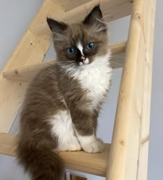a fluffy cat sitting on top of a wooden step ladder looking up at the camera